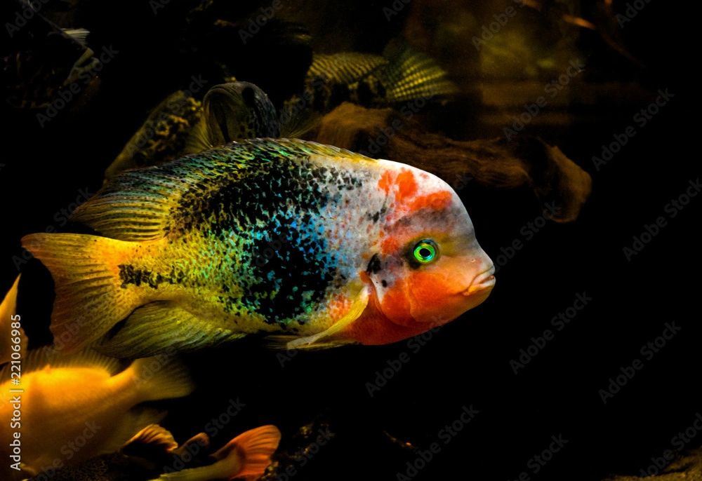 A colorful fish is swimming in the water.