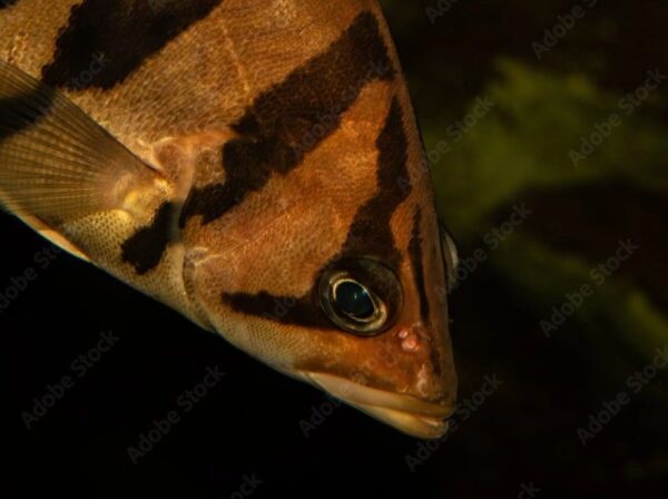 A close up of the eye of a fish