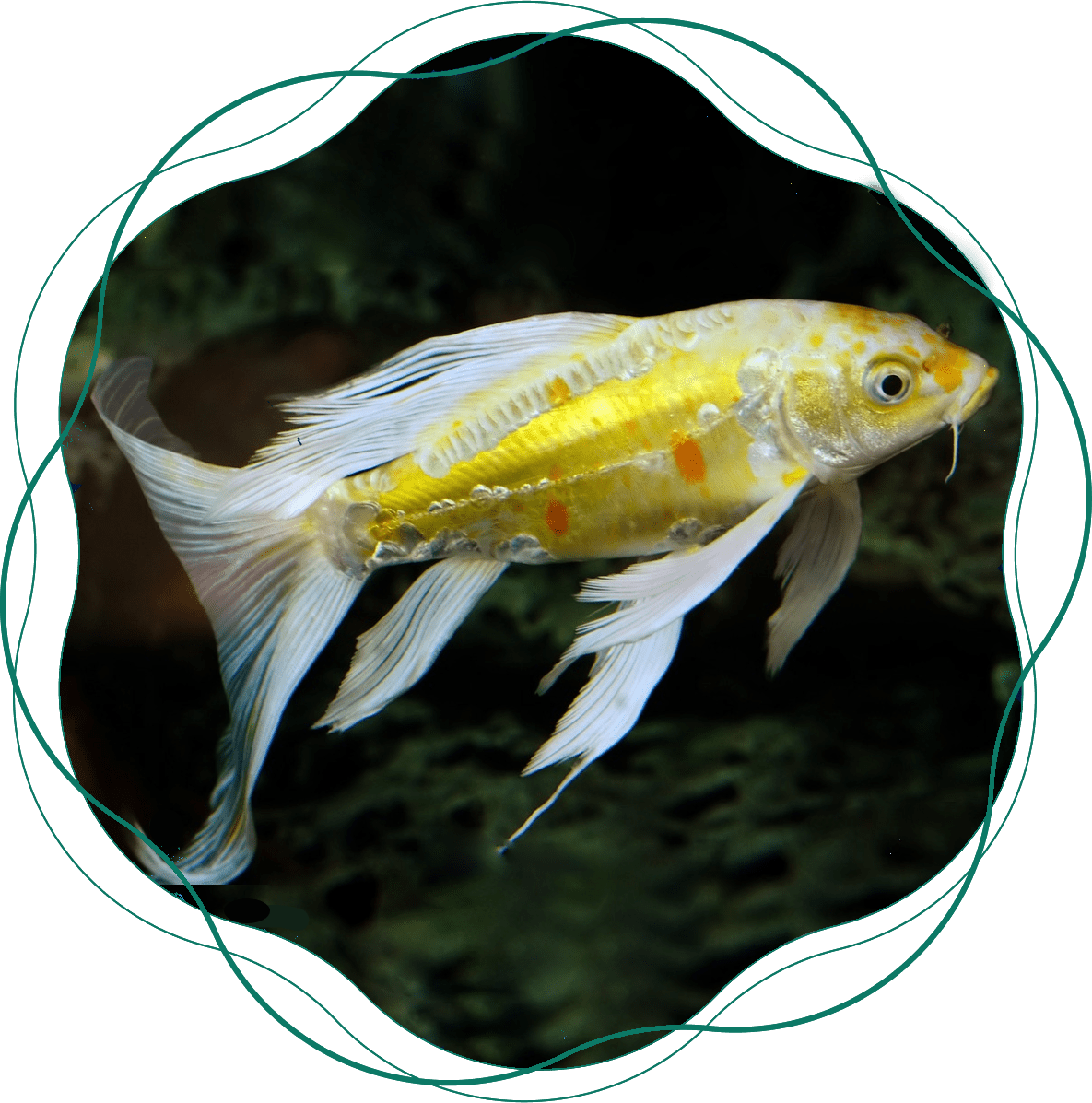 A yellow fish swimming in the water.