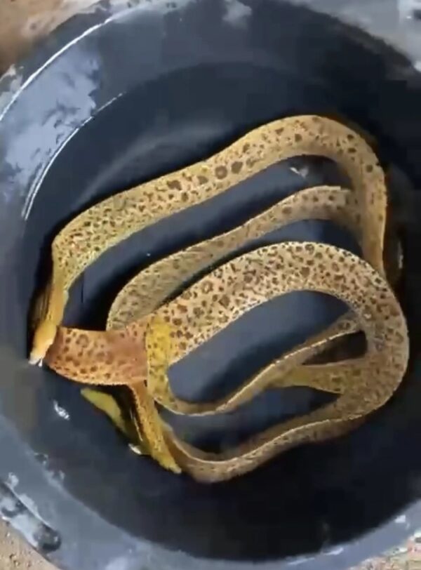 A close up of some yellow and brown snakes