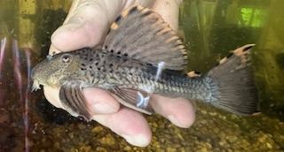 A person holding a fish in their hand.