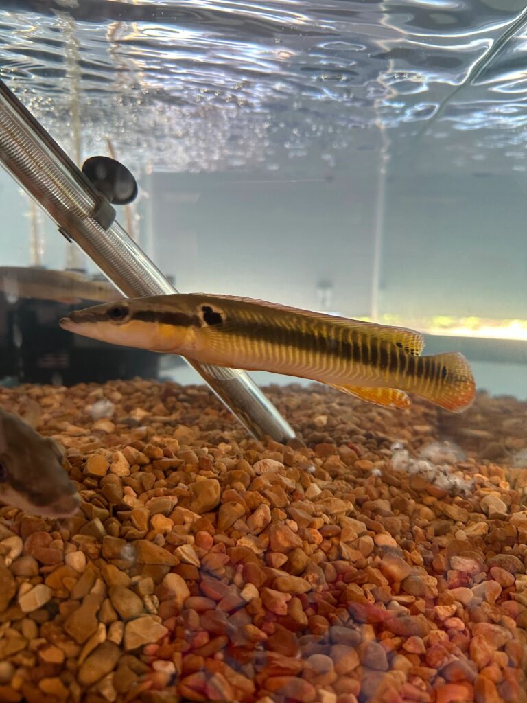 A fish is swimming in the water near some rocks.