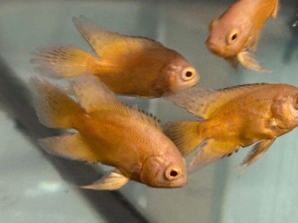 A group of fish swimming in an aquarium.