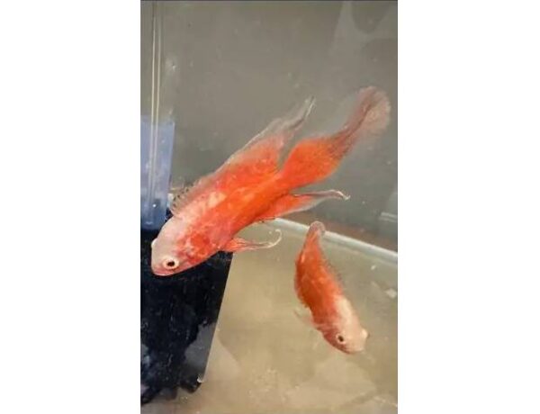 LONGFIN RED CHILI OSCAR MEDIUM