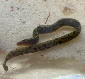 A snake is sitting on the ground and looking at something.