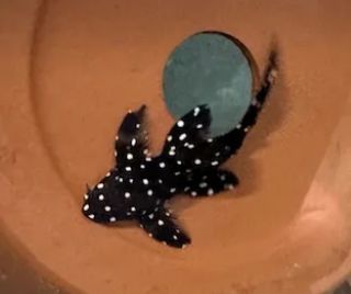 A black and white spotted frog in the sink.