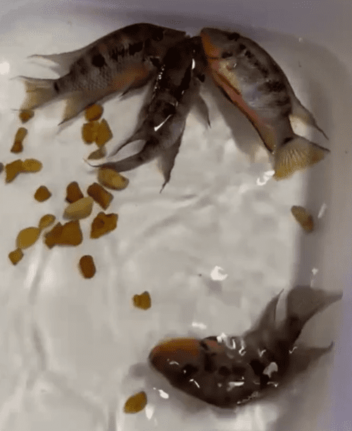 A close up of some fish in water