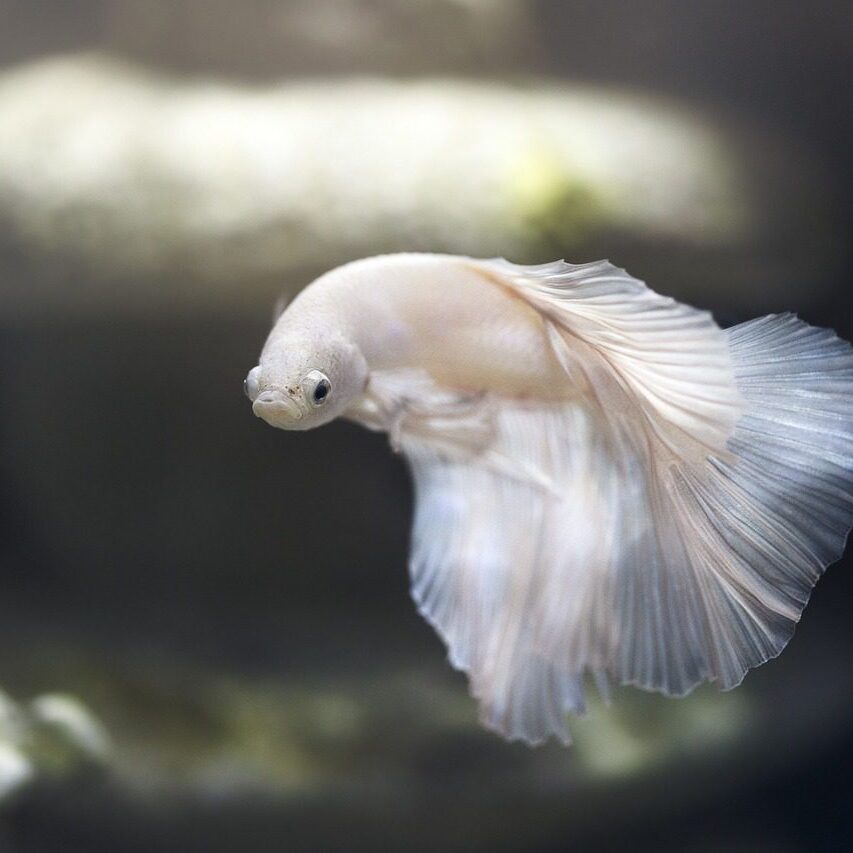 A white fish flying in the air with its tail.